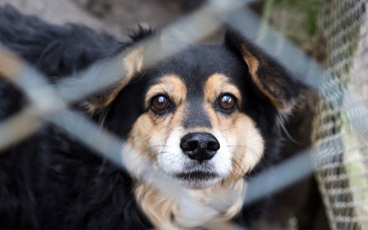 Zbiórka Psie leczenie, wiosenne porządki - zdjęcie główne