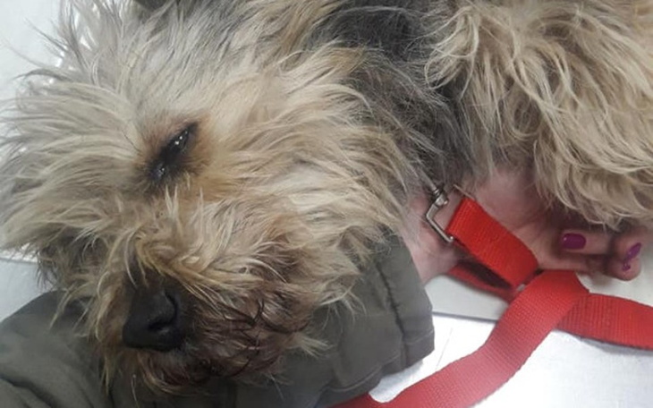 Zbiórka Zbiórka na karmę i weterynarza - zdjęcie główne