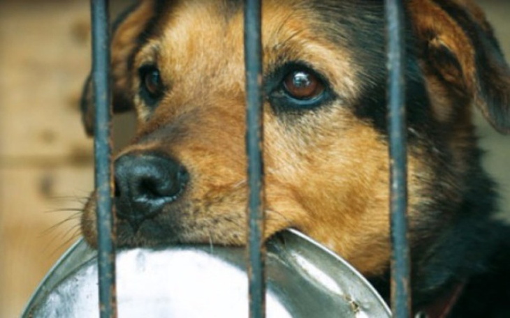 Zbiórka Zbieram na karmę dla zwierząt - zdjęcie główne