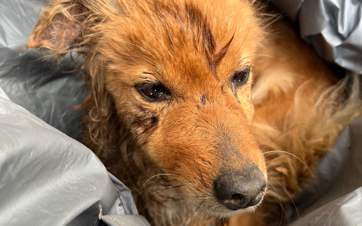 Zbiórka Pomóż mi znów chodzić PILNE - zdjęcie główne