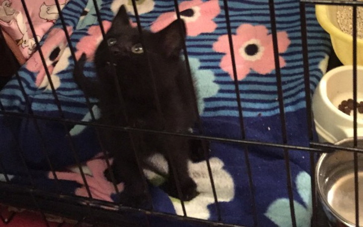 Zbiórka Kolejne kocie dziecko - zdjęcie główne