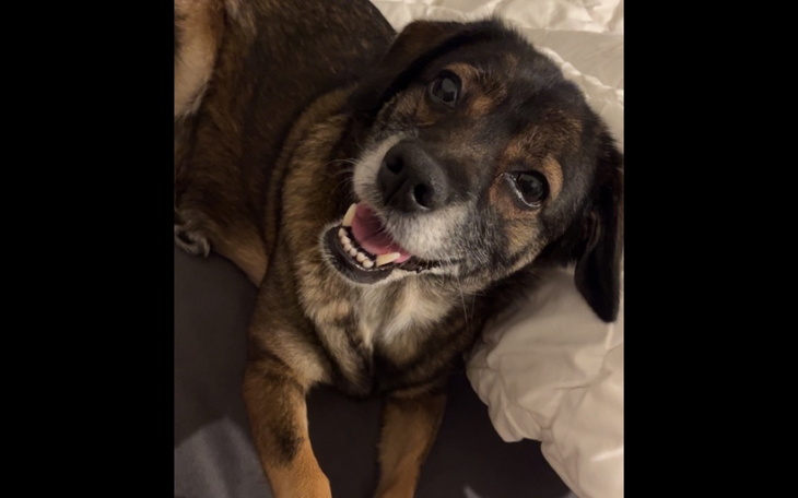 Zbiórka Ratowanie Pusi - zdjęcie główne