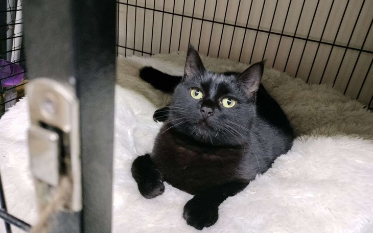 Czarny kot leżący na miękkim posłaniu w klatce.