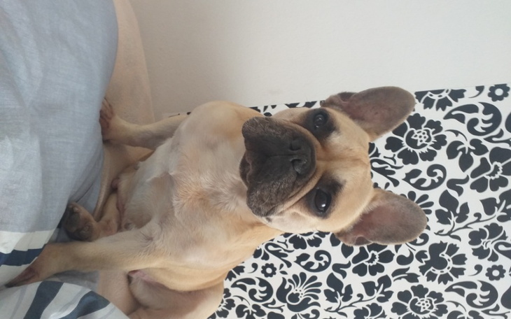 Zbiórka Pomoc w leczeniu nużycy Buldożka - zdjęcie główne