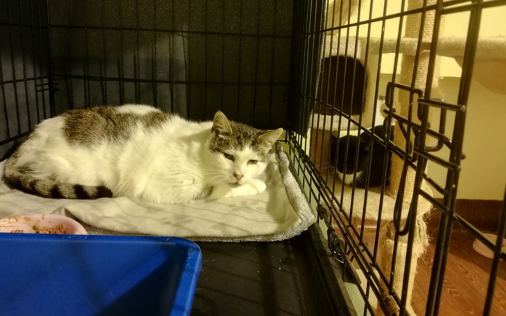 Zbiórka 2 dni ogrzewania kociarni e16 - zdjęcie główne