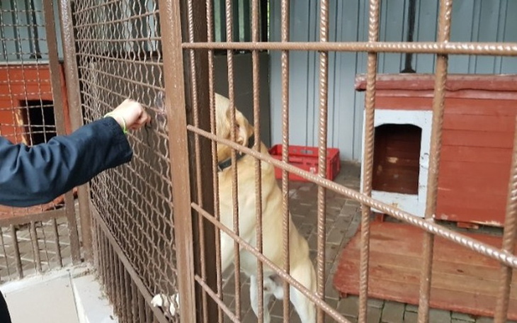 Zbiórka Dokarmianie psów w schronisku. - zdjęcie główne