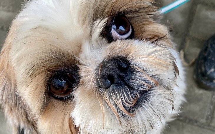 Pies rasy shih tzu z wyrazem przyjaznym na twarzy.