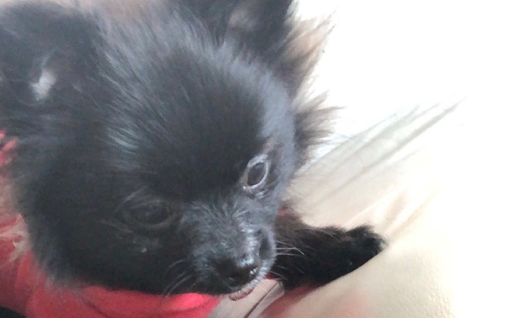 Zbiórka Zapalenie czcze, piesek - zdjęcie główne