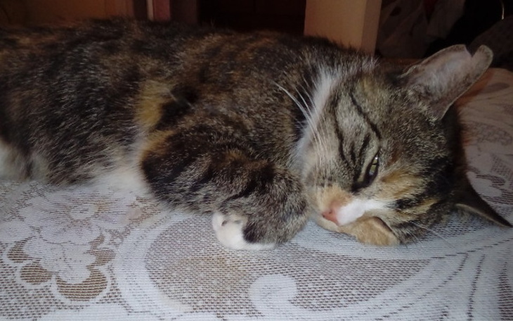 Zbiórka Chora kotka potrzebuje pomocy - zdjęcie główne