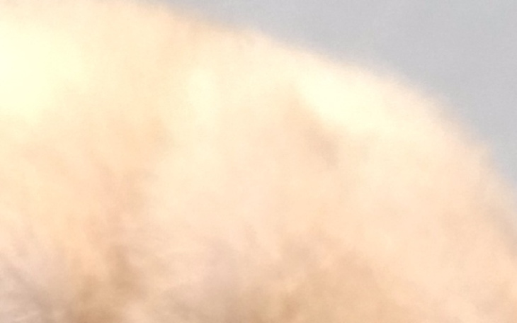 Zbiórka sterylizacje dwóch suni - zdjęcie główne