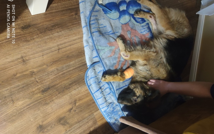 Zbiórka Pomóżcie mi w leczeniu suni - zdjęcie główne