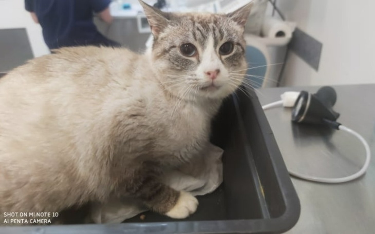 Zbiórka Oczko walczy o życie. - zdjęcie główne