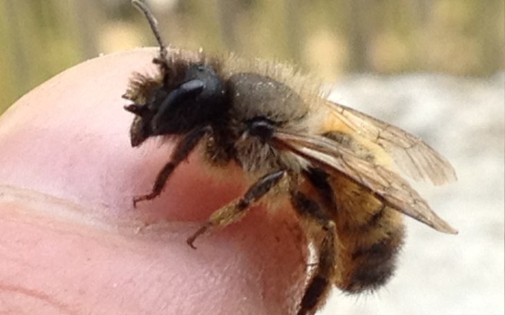 Zbiórka Na pomoc Pasiece Pod Lasem - zdjęcie główne