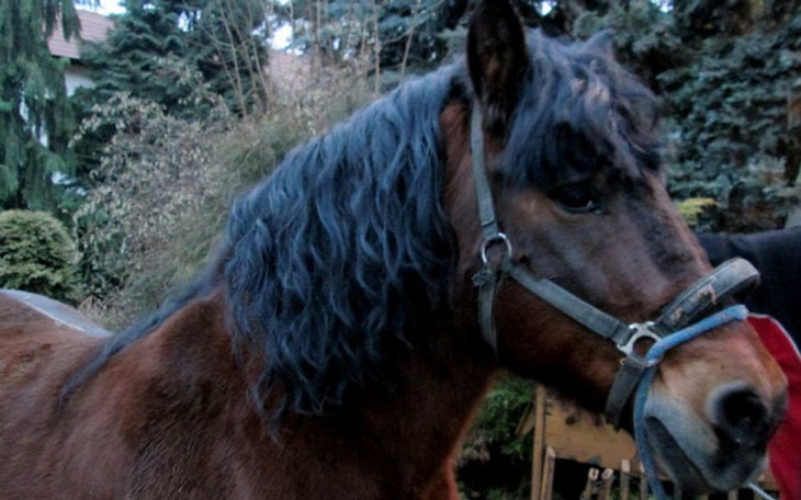 Zbiórka Wykup koni ze Skaryszewa! - zdjęcie główne