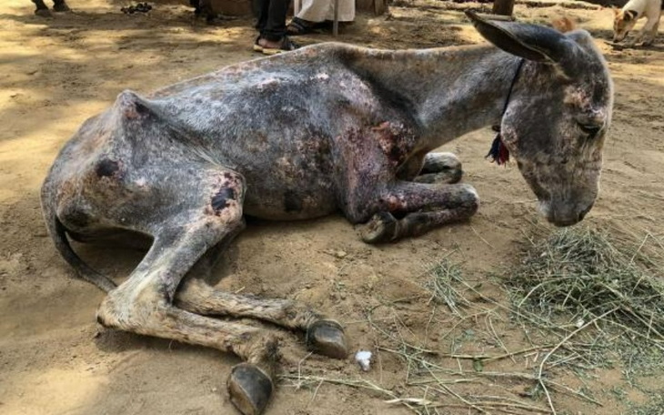 Zbiórka Alarm dla koni i osłów z Egiptu - zdjęcie główne