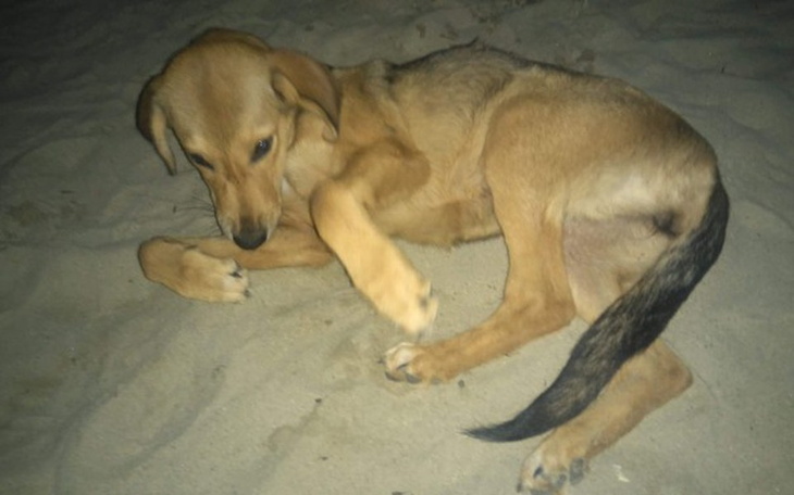 Zbiórka Uratujmy łapkę małej Bonity - zdjęcie główne