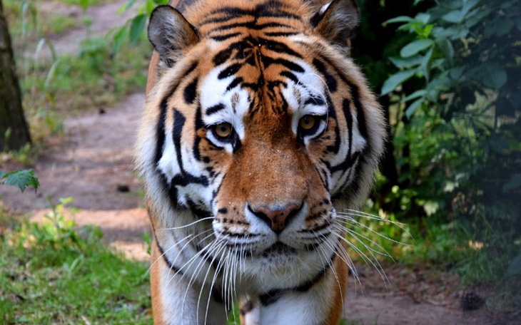 Zbiórka Azyl dla tygrysów Zoo Poznań - zdjęcie główne
