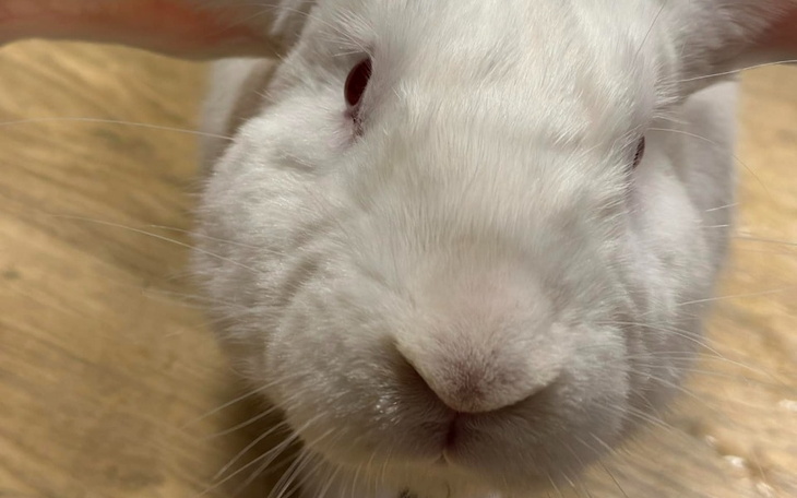 Zbiórka Majorka dla każdego laborka - zdjęcie główne