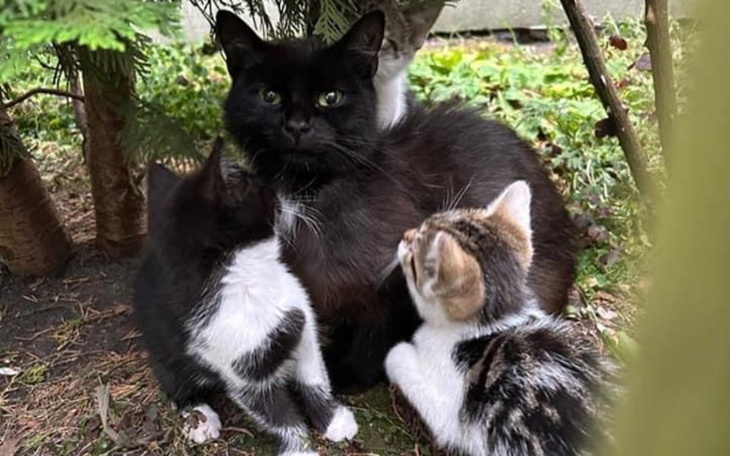 Zbiórka Żwirek i karma dla kociąt - zdjęcie główne