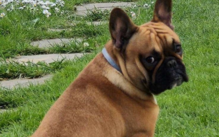 Brązowy pies rasy buldog francuski na trawie.