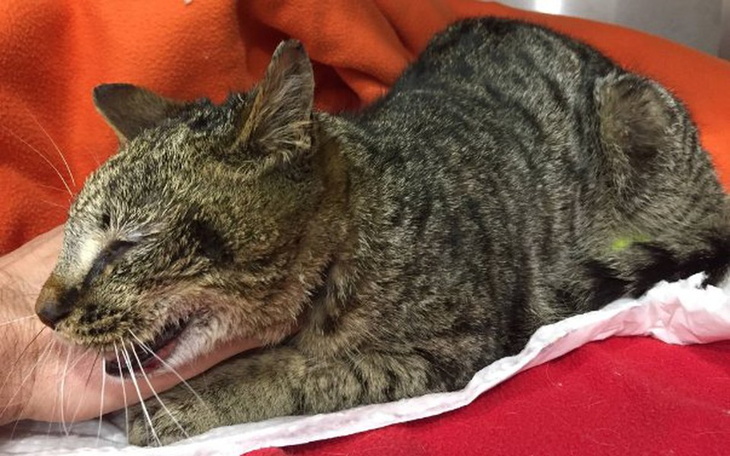 Zbiórka Potrącony kociak - zdjęcie główne