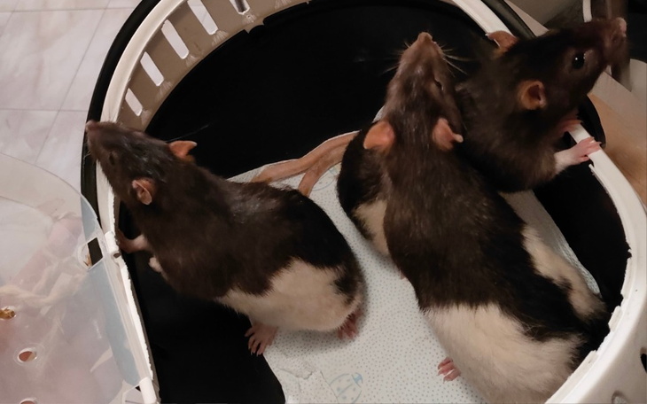 Szczur z bliska, patrzący w obiektyw aparatu.