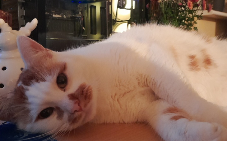 Zbiórka Zabieg dla Gringa - zdjęcie główne