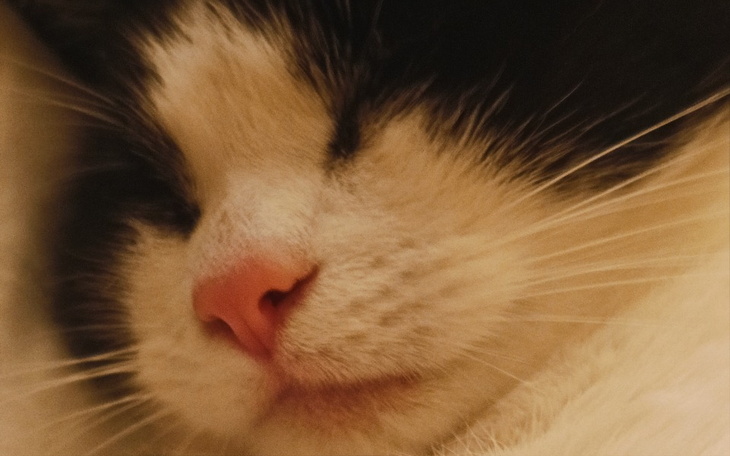 Zbiórka Na ratowanie Felusia - zdjęcie główne