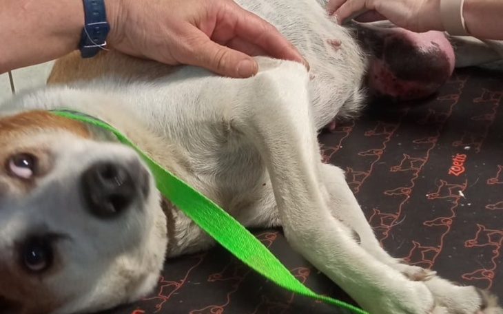 Zbiórka Petunia-operacja guza i życie... - zdjęcie główne