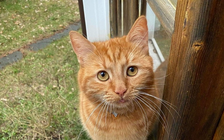 Zbiórka Gate pomoc - zdjęcie główne