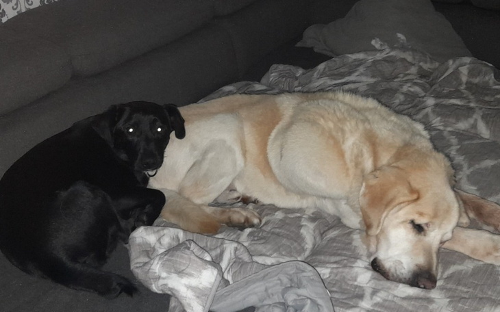 Zbiórka leki , karmę, opiekę wet - zdjęcie główne