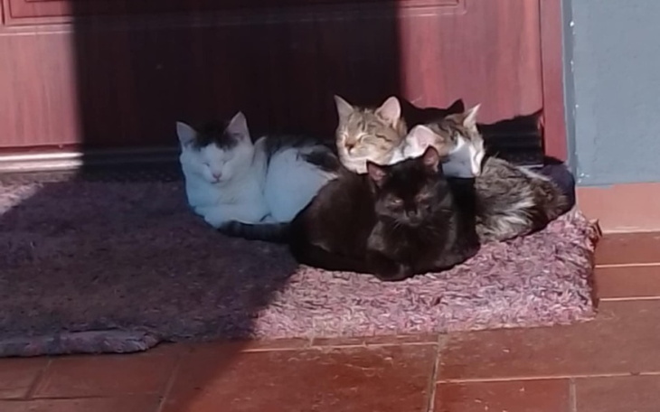 Zbiórka 4 koty z ogrodu - zdjęcie główne