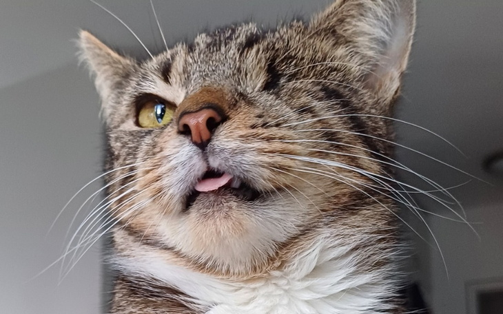 Kot z jednym okiem, z wystającym językiem, w zabawnej pozie.