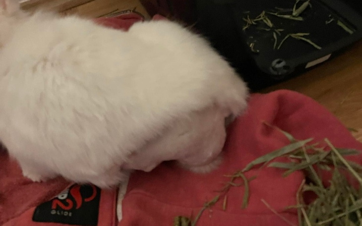 Zbiórka Leczenie króliczka po zabiegu - zdjęcie główne