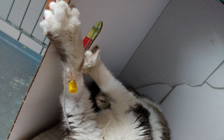 Zbiórka Polanka - zdjęcie główne