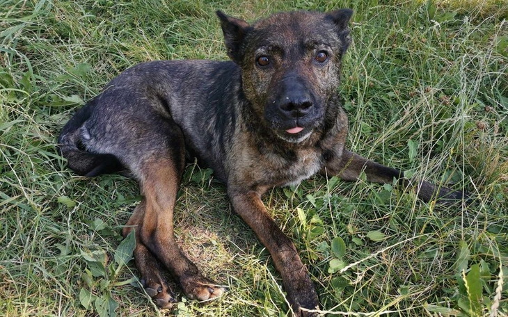 Zbiórka Hienio styrany staruszek/Brańsk - zdjęcie główne