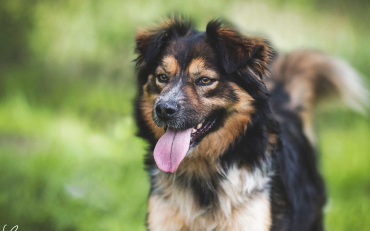 Zbiórka Na adopcję kolejnych piesków - zdjęcie główne