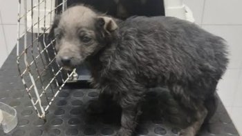 Zbiórka Warto walczyć o kazde życie - miniaturka zdjęcia