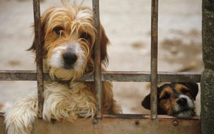 Zbiórka Pomóżmy napełnić misk-Wrocław - zdjęcie główne