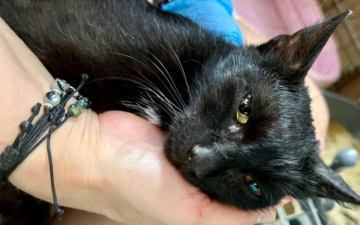 Zbiórka Bez kosztownego leczenia umrze - zdjęcie główne