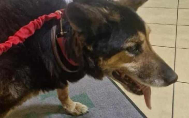 Pies na smyczy, z widocznym językiem, w pomieszczeniu.