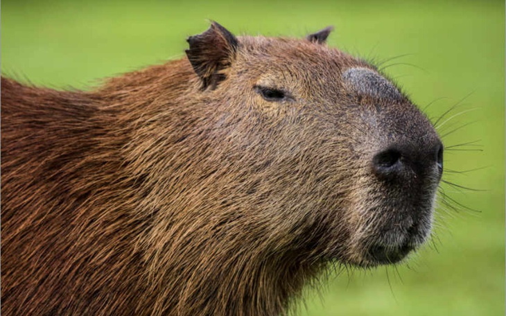 Zbiórka Piękna, cudowna Capybara - zdjęcie główne