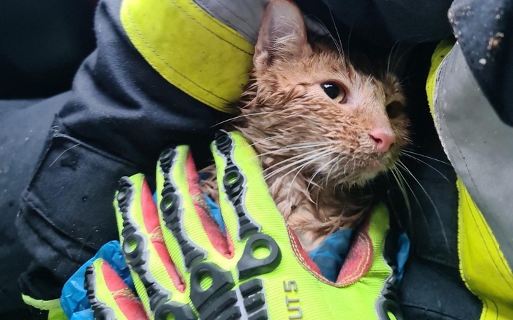 Zbiórka Rudy - kot z silnika - zdjęcie główne