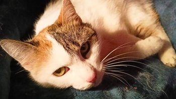 Zbiórka Jadwiga, nie zdążyła zamarznąć - miniaturka zdjęcia