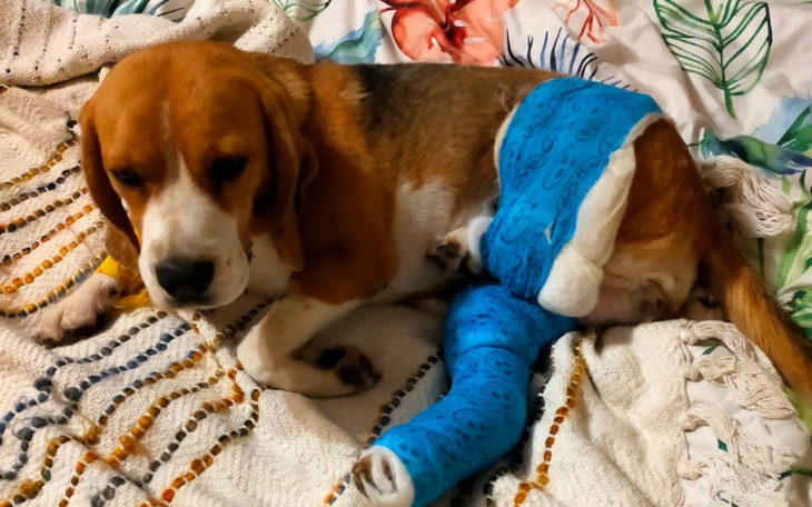 Zbiórka Operacja łapy Heparyny - zdjęcie główne