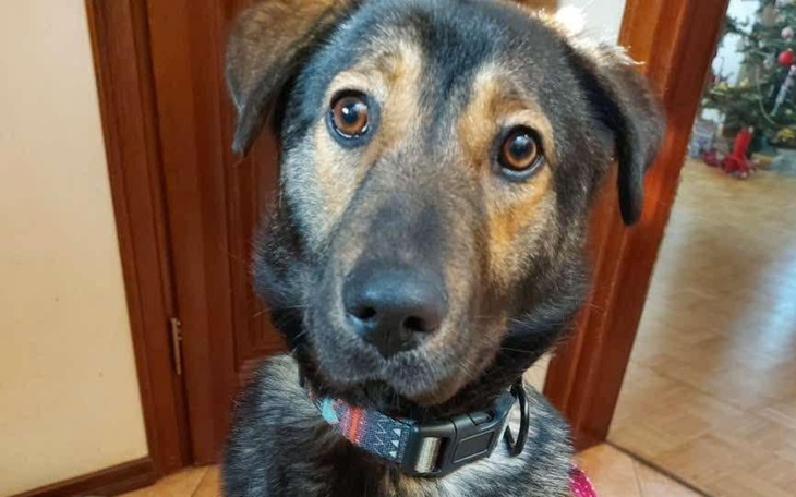 Pies z wyrazem ciekawości, patrzy w obiektyw.