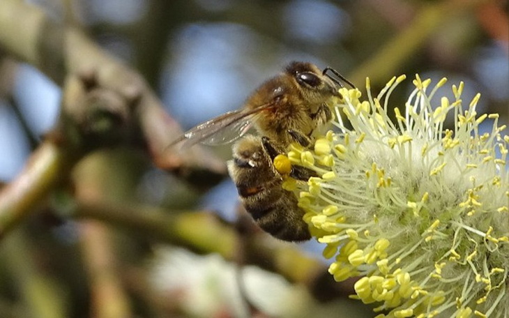 Zbiórka Miód. Zdrowie. Pszczoły. Życie! - zdjęcie główne