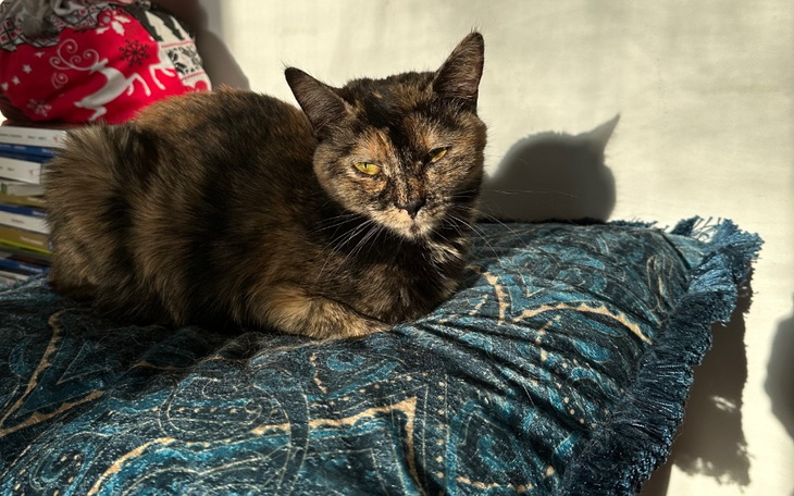 Zbiórka Ratowanie chorej Filifionki - zdjęcie główne