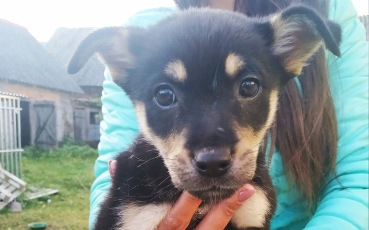 Zbiórka Parwo, ratujemy szczeniaki - zdjęcie główne