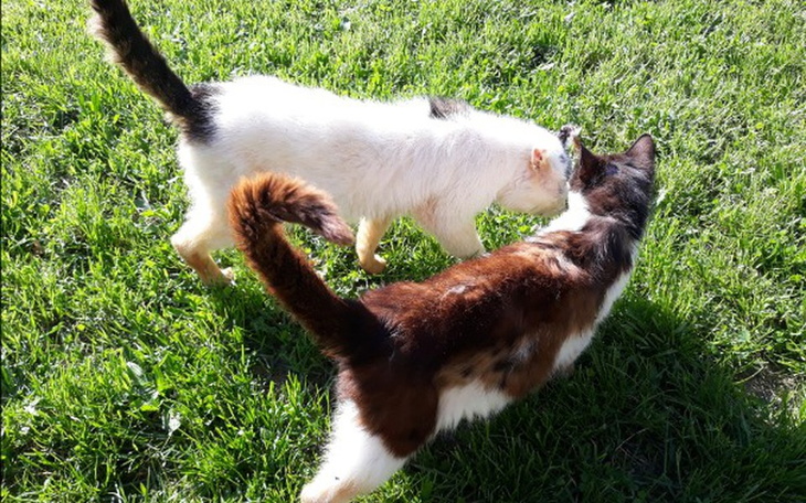 Zbiórka Karma dla zwierzątek - zdjęcie główne